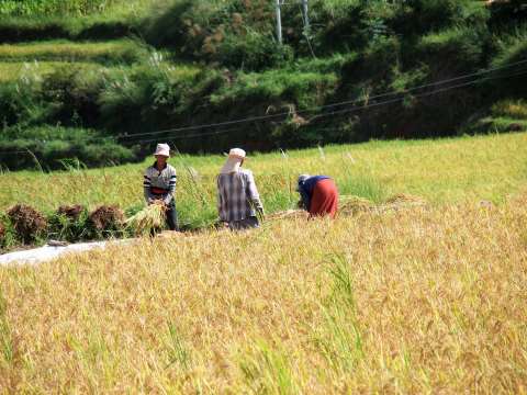 Punakha red rice field